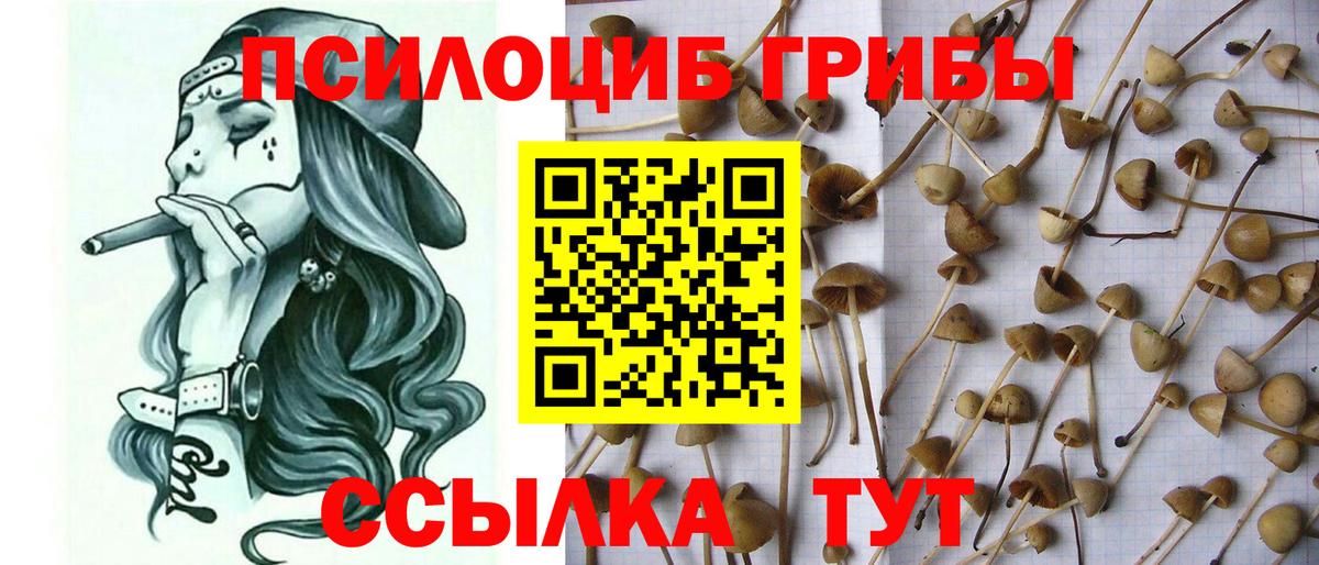 дарнет шоп  Псилоцибиновые грибы мухоморы  Вход с VPN  Ступино 